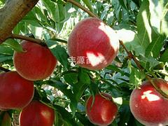 山東中桃2-24 哪里能買到品種好的中桃2-24桃苗