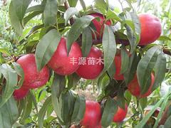 品種好的黃金蜜1號(hào)桃苗出售：山東黃桃苗供應(yīng)