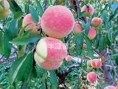 供應(yīng)山東完好的金秋紅蜜桃苗 金秋紅蜜桃苗價(jià)格