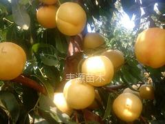 中桃2-24批發(fā)，哪里能買到實(shí)惠的中桃2-24桃苗