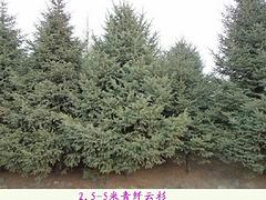 10厘米柞樹 大量出售蒙古櫟