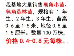 想要無病蟲害的皂角小苗就來三人行苗圃|皂角苗木