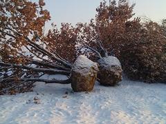 三人行苗圃_優質山桃稠李供應商，稠李基地