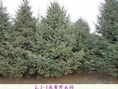 大量出售優(yōu)質(zhì)云杉，云杉苗價格