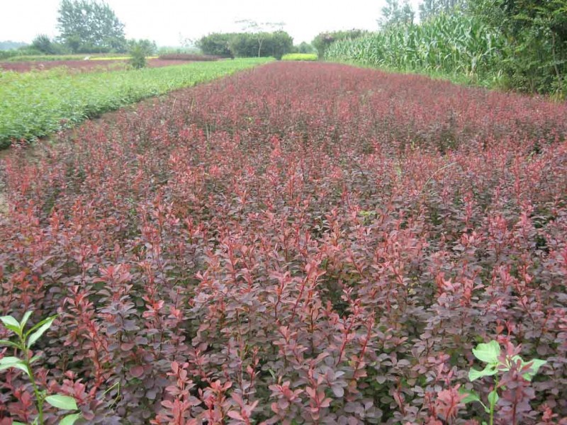 紅葉小檗 山東臨朐成偉苗木種植基地13780851332