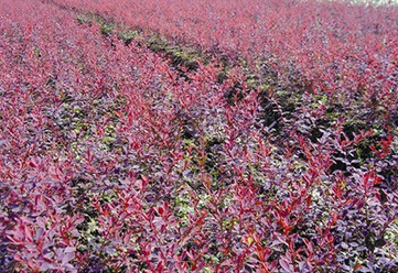 迎春梅 迎春花 山東優質迎春種植及供應 迎春種植批發