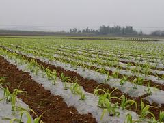 優(yōu)良的除草地膜價(jià)格 廣西專業(yè)除草地膜