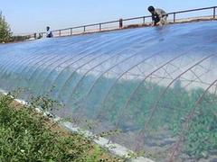 廣西信譽好的香蕉保護膜生產基地_貴州香蕉種植專業膜批發