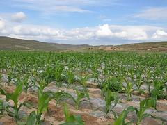 為您提供具有口碑的除草地膜資訊_廣東除草地膜批發(fā)