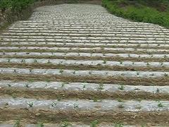 除草地膜廠家|品質(zhì)好的除草地膜生產(chǎn)廠家