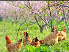 柴雞供應商哪家好，柴雞飼養方法