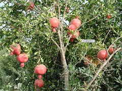 優(yōu)質(zhì)甜杏種植基地品牌_杏種植基地