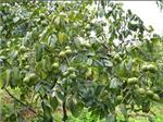 核桃种植生产基地|品种好的核桃树价格怎么样