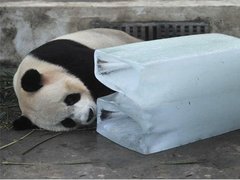 可信賴的降溫干冰廠家推薦