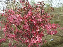 櫻花市場行情資訊|河北櫻花基地