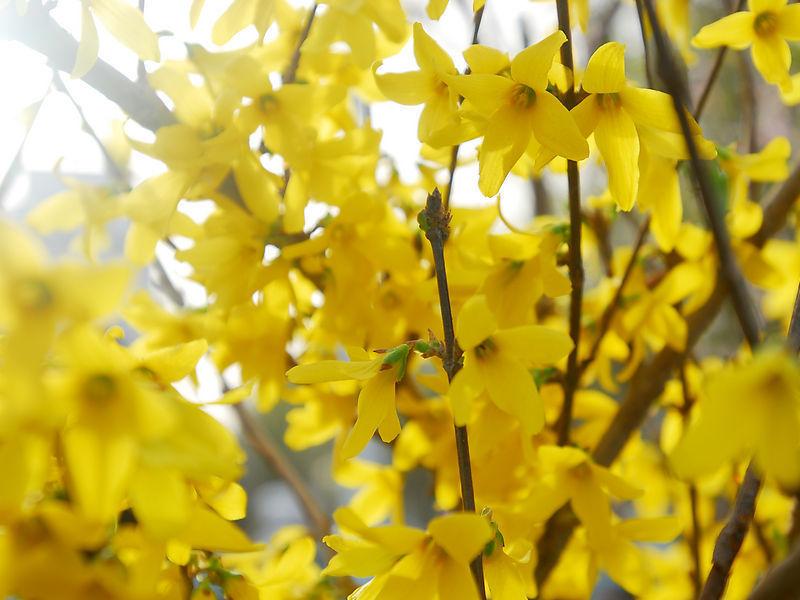 迎春花批發(fā)——批發(fā)迎春花就到麗穎花卉苗木基地