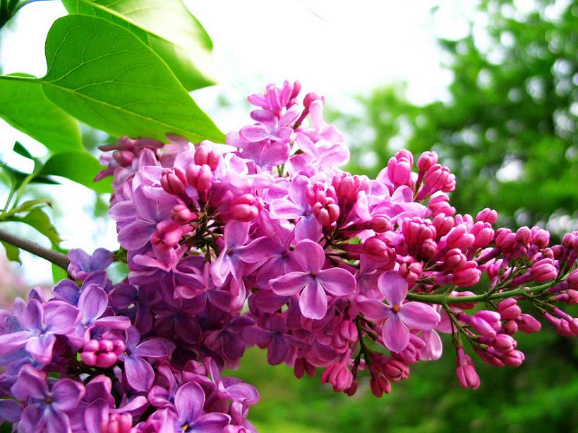 丁香花培育基地，劃算的丁香哪里有