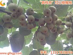 醴陵紅心mh桃——買紅心mh桃苗認(rèn)準(zhǔn)真純點(diǎn)改良茂谷柑