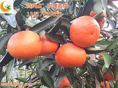 重慶柑桔新品種，優(yōu)惠的柑桔優(yōu)選真純點改良茂谷柑