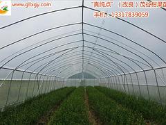 精品桂林改良茂谷柑出售_桂林黃金柑