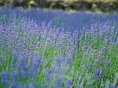 【浪漫滿滿！】山東薰衣草基地【濰坊薰衣草價格】青州薰衣草批發(fā)