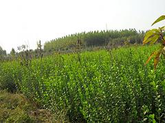 雙林花卉苗木專業(yè)合作社_優(yōu)質(zhì)冬青供應(yīng)商_綠化苗木批發(fā)
