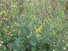 廣西的花木場 園藝場--綠福來園林公司