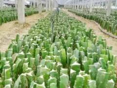 強烈推薦具有口碑的生態(tài)農(nóng)場采摘|濰坊有機采摘園
