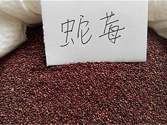 要買大花金雞菊當(dāng)選文霖花卉苗木種植|德州大花金雞菊