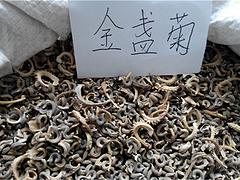 濱海綠化草花_文霖花卉苗木種植實惠的綠化草花供應
