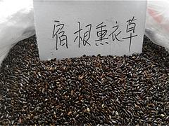宿根花卉價格，濰坊超值的宿根薰衣草種子哪有賣