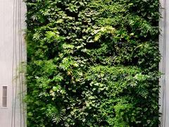 造型柔美的gf真植物墻 人造植物墻信息
