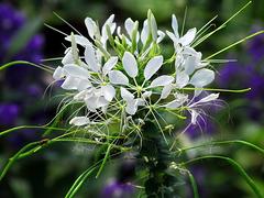 供銷廈門四季草花花壇用花一二年生草花_實(shí)惠的廈門四季草花花壇用花供應(yīng)盡在興卉園藝場