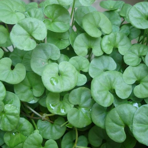 河南草坪种子：质量好的草种花种市场价格