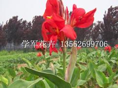 想买优质美人蕉，就到学军花卉合作社   ，种植国庆菊