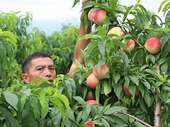 較受歡迎的南方蘋果桃出售|永州臺灣油桃苗