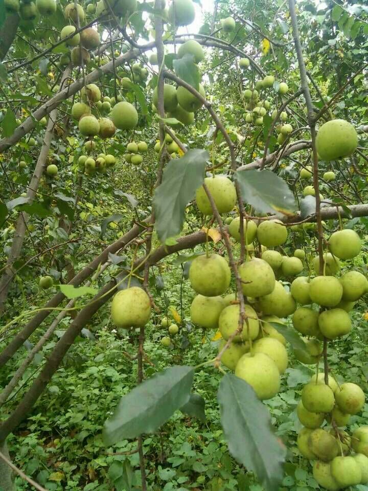 廣西韓國(guó)脆桃苗：哪里能買到實(shí)惠的韓國(guó)脆桃苗