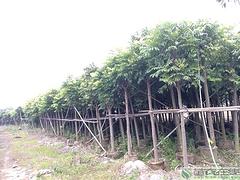 苗農在線供應刺桐樹價格 園林綠化苗木 價格優惠