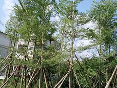 苗農在線供應小葉欖仁價格 園林綠化苗木 價格優惠