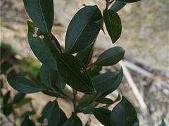 苗農(nóng)在線供應(yīng)茶梅 園林綠化苗木 價(jià)格優(yōu)惠
