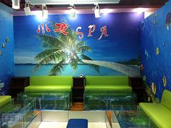 土耳其魚 哪里有提供可信賴的親親魚療加盟安裝