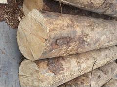 口碑好的輻射松價格范圍 甘肅福建木方