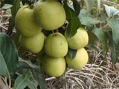 桂林廣東大果山楂價格_東莞大果山楂苗