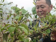 买广西山楂苗当然选桂林中田大山楂，产量高的广西山楂苗