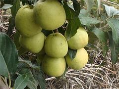 供應廣西好種植的廣東山楂|廣東山楂價格