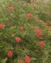 水曲柳苗木種植基地/本溪山誠苗木