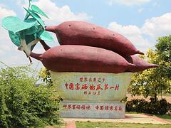 無眼菠蘿買賣價(jià)格|澄邁特色農(nóng)產(chǎn)品