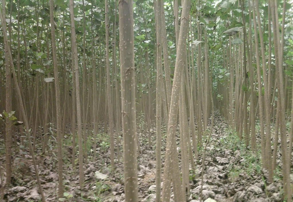 速生楊小苗_超值的楊樹(shù)苗出售