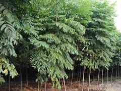 楊樹苗價格量大從優_意楊苗代理