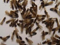 想找合格的白蟻專業(yè)用藥，就來喜旺科技白蟻防治站，海口白蟻防治方法